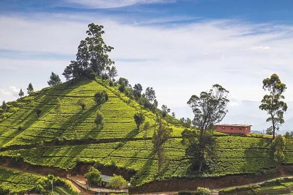Green Mount View Two Bed Room Apartment Nuwara Eliya Exterior foto